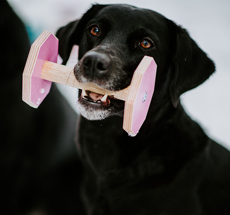 Labradoren Jerda med rosa apport från LG Apporter